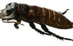 cockroach-150x95